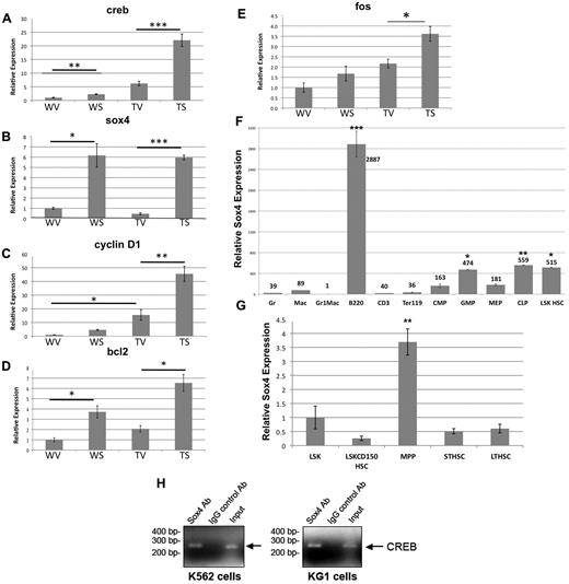 Figure 6. Real-time PCR analysis of sox4 expression in mouse bone marrow transductants and adult hematopoiesis. Real-time PCR analysis of creb (A), sox4 (B), cyclin d1 (C), bcl2 (D), and c-fos (E) genes in mouse bone marrow cells, transduced with pMIG-R1 vector or the pMIGR1-sox4 construct. WV = WT + vector, WS = WT + sox4, TV = CREB transgenic + vector, TS = CREB transgenic + sox4 (Tukey *P < .05, **P < .01 ***P < .001). (F) QRT-PCR expression analysis of SOX4 in LSK HSCs, LSK CD150 HSCs, CMPs, GMPs, megakaryocyte erythroid progenitors (MEPs), and differentiated cells. Relative fold is in comparison to Gr-1Mac-1 double-positive myeloid cells. These data are representative of 3 experiments. (G) Sox4 expression in LT-HSCs, ST-HSCs, and MPPs and LSK HSCs and LSK CD150 HSCs for comparison. Relative fold shown is in relation to LSKCD150 HSC. Tukey after ANOVA, P values are represented above the data bars (*P < .05, **P < .01, ***P < .001). These results are from 2 independent experiments. (H) Sox4 binds to the CREB promoter. K562 cells (left) and KG1 cells (right) were cross-linked, harvested, and sonicated, and then chromatin was immunoprecipitated with either anti-Sox4 antibody or IgG control antibody. PCR was performed with primers against CREB promoter region. Input DNA purified from precleared chromatin was used as PCR positive control.