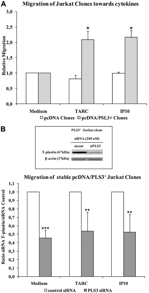 Figure 6. T-plastin surexpression in Jurkat cells favors migration that was reversed by T-plastin down-regulation by siRNA transient transfection. (A) Migration of T-plastin–positive (pcDNA3.1/PLS3+, gray) and –negative (pcDNA3.1, white) Jurkat clones was assessed as in Figure 5A. Results are expressed as mean (± SEM) ratio of migration of pcDNA3.1/PLS3+ clones (n = 6) and pcDNA3.1 clones (n = 6) relative to migration into medium alone of respective clones, taken as 1. *P < .05, comparison of cell migration toward chemokines to respective cell migration in control medium. (B) Same assay as in panel A using stable T-plastin– expressing Jurkat clones (PLS3+ clones) transiently transfected with 200nM control siRNA (white) or PLS3 siRNA (gray). Results are expressed as mean (± SD) ratio of chemokine-induced migration of PLS3 siRNA transfected clones (n = 3) to respective chemokine-induced migration of control siRNA clones (n = 3) taken as 1. **P < .01, ***P < .001, comparison of chemokine-induced cell migration of PLS3 siRNA-transfected PLS3+ clones to that of PLS3 clones transfected with control siRNA. In frame is presented the protein expression of T-plastin in 1 representative stable PLS3+ Jurkat clones transiently transfected with control siRNA (sicont) or PLS3 siRNA (siPLS3), assessed by Western blotting and normalized by β-actin.