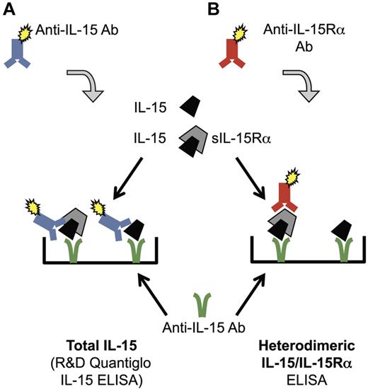Figure 1. Schematic representation of ELISAs for detection of human IL-15. (A) Total IL-15 was detected by a commercially available IL-15 ELISA (R&D Systems, Quantiglo kit). The capture and detection monoclonal anti–human IL-15 antibodies target different accessible regions of IL-15 molecule. (B) IL-15/IL-15Rα heterodimers were detected using a monoclonal anti–human IL-15 as capture antibody and a polyclonal anti–human IL-15Rα as detection antibody. Single-chain IL-15 or purified sIL-15Rα tested separately were not detected by this heterodimeric IL-15/IL-15Rα ELISA.