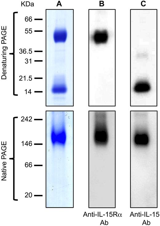 Figure 2. Polyacrylamide gel analysis of IL-15/sIL-15Rα complex purified from an overproducing human cell line. (A) HPLC-purified human IL-15 and sIL-15Rα produced by a HEK293-derived cell line were mixed in a molar ratio 1:1, and IL-15/IL-15Rα complexes were visualized in Coomassie blue-stained denaturing SDS-polyacrylamide gel (top panel) and in Coomassie blue-stained nondenaturing polyacrylamide gel (bottom panel). (B-C) IL-15/IL-15Rα shown in panel A was detected by Western immunoblot. Complexes were analyzed under denaturing condition (top panels) or under nondenaturing condition (bottom panels) using a goat anti–human IL-15Rα antibody (B) or a goat anti–human IL-15 antibody (C).