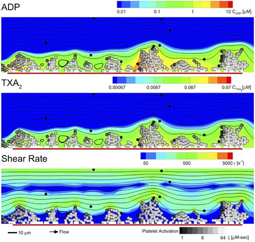 Figure 3. Multiscale simulation of patient-specific platelet deposition under flow. Platelet activation (in all subplots: black indicates inactivated and white, fully activated) and deposition at 500 seconds (inlet wall shear rate, 200/s) for Donor 1 in the presence of released ADP (A) and TXA2 (B) in which the local shear rate near the platelet deposit varied markedly from less than 50/s to greater than 1000/s (C). Flow: left to right (streamlines; black lines); surface collagen (250 μm long): red bar. The background color of each subplot represents the state of a single, representative simulation at 500 seconds for the concentrations of ADP (A) and TXA2 (B) and the local fluid shear rate (C). The activation state (ξ) of each platelet and the morphology of the surface is the same across all subplots.