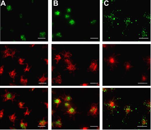 Figure 1. Localization of VAMP isoforms in spread platelets. Localization of VAMP isoforms was determined in spread platelets using double staining immunofluorescence microscopy. Spread platelets were labeled with antibodies to (A) VAMP-3, (B) VAMP-8, and (C) VAMP-7 followed by staining with secondary antibodies labeled with Alexa 488 (row 1). Platelets were costained with Alexa 546–phalloidin to visualize actin structures (row 2). Merged images were evaluated to determine the localization of VAMP isoforms relative to actin structures in spreading platelets (row 3). VAMP-3 and VAMP-8 localize to the center of the spread platelet, whereas VAMP-7 localizes to peripheral lamellipodia and pseudopodia. Scale bars, 5 μm.