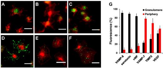 Figure 2. Quantitative analysis of VAMP isoforms and cargo in spread platelets. Double immunofluorescence microscopy of actin and (A) VAMP-8, (B) serotonin, (C) VWF, (D) VAMP-7, (E) TIMP2, or (F) VEGF. Scale bars, 5 μm. (G) Images were evaluated as described in supplemental Figure 3 to demarcate the granulomere of the spread platelets and subsequently analyzed to quantify the amount of VAMP-8, serotonin, VWF, VAMP-7, TIMP2, and VEGF associated with the granulomere (black) versus the periphery (red). Error bars represent the standard deviation (SD) of measurements from 250 to 350 platelets per condition.