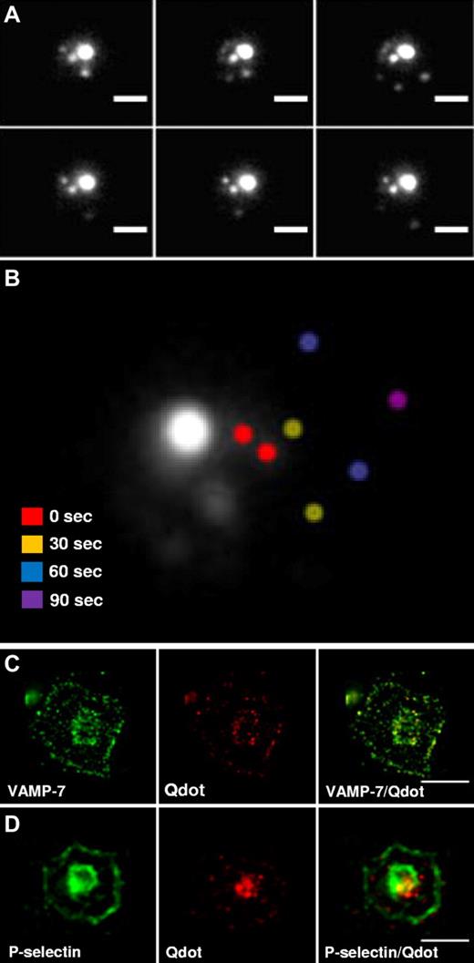 Figure 4. Time-lapse microscopy of platelet α-granule movement during spreading. (A) Platelets were loaded with quantum dot 565 nanocrystals overnight and visualized during spreading on poly-L-lysine. Images were obtained every 30 seconds during spreading. Scale bar, 2.5 μm. (B) Images were taken immediately after adhesion (0 seconds) and at the indicated times thereafter. An overlay of a representative series of images demonstrates that the majority of the fluorescence remains localized to the central granulomere. However, movement of peripheral granules could be visualized. Peripheral granules imaged at different time points were pseudocolored to indicate position: 0 seconds (red), 30 seconds (yellow), 60 seconds (blue), and 90 seconds (purple). (C) Double fluorescence confocal microscopy of granules in spread platelets using anti–VAMP-7 antibody and endocytosed quantum dot 565 nanocrystals demonstrates peripheral colocalization of VAMP-7 with nanocrystals. (D) Double immunofluorescence staining of spread platelets demonstrates colocalization of P-selectin with quantum dot 565 nanocrystals in the platelet periphery. Scale bars, 5 μm.