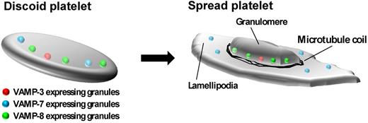 Figure 7. Model of α-granule movement during platelet spreading. In the resting platelet, α-granules expressing VAMP-3, VAMP-7, and VAMP-8 are dispersed throughout the platelet. During platelet spreading, granules expressing VAMP-3 and VAMP-8 localize to the central granulomere surrounded by a microtubule ring. Granules expressing VAMP-7 move toward the platelet periphery. Exocytosis of granules contributes to expansion of the plasma membrane during spreading.