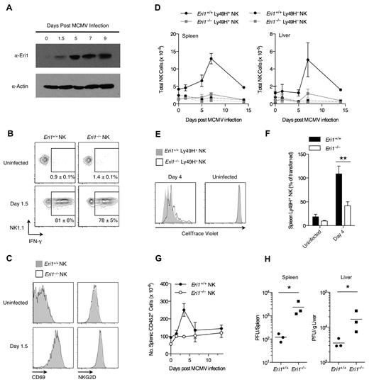 Figure 5. Eri1 is required for Ly49H+ NK-cell expansion and control of viral titers in MCMV infection. (A) Anti-Eri1 mAb immunoblot of Ly49H+ NK cells pooled from 3-4 mice and sorted at various time points after MCMV infection. Data are representative of 2 independent experiments. (B-D) B6 WT CD45.1+ lethally irradiated hosts were reconstituted with a 1:1 mixture of congenic WT (CD45.1+ CD45.2+) and Eri1−/− (CD45.2+) fetal liver cells. At 8-15 weeks, chimeras were infected with MCMV. WT (CD45.1+CD45.2+) and Eri1−/− (CD45.1−CD45.2+) NK cells (NK1.1+ CD3ϵ−) were analyzed for (B) intracellular IFN-γ and (C) cell-surface CD69 and NKG2D expression. (D) Absolute numbers of WT and Eri1−/− Ly49H+ and Ly49H− NK cells in the spleen and liver at various time points after infection. Error bars in panels B and D indicate SD (N = 3 mice). (E-F) CD45.2+ Eri1−/− splenic Ly49H+ NK cells from reconstituted fetal liver chimeras or B6 mice were mixed 1:1 with splenic Ly49H+ NK cells from CD45.1+CD45.2+ or CD45.1+ WT B6 mice. Mixed splenocytes were labeled with CellTrace Violet and transferred into B6 CD45.1+ Ly49H−/− hosts. (E) CellTrace Violet dilution before and after MCMV infection. (F) Percentage of Ly49H+ NK cells transferred at day 0 (mean ± SEM, N = 13 infected and 4 uninfected mice from 4 independent experiments). **P ≤ .001, paired Student t test. (G-H) B6 WT CD45.1+ lethally irradiated hosts were reconstituted with CD45.2+ WT or Eri1−/− fetal liver cells and infected with MCMV at 12 weeks. (G) Absolute numbers of WT and Eri1−/− CD45.2+ splenocytes over the course of infection (mean ± SD, N = 3 mice). (H) Viral titers in the spleen and liver were determined at day 3.5 p.i. by plaque assays. Horizontal line indicates the mean of each group (N = 3 mice). *P ≤ .05; 2-tailed Mann-Whitney U test.