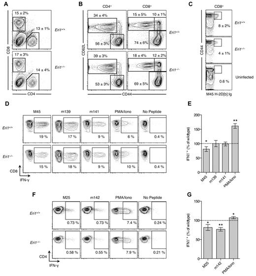 Figure 6. Reduced MCMV-specific CD4+ and CD8+ T-cell frequency in the absence of Eri1. B6 WT CD45.1+ lethally irradiated hosts were reconstituted with a 1:1 mixture of congenic WT (CD45.1+ CD45.2+) and Eri1−/− (CD45.2+) fetal liver cells. At 8-15 weeks, chimeras were infected with MCMV and splenocytes were analyzed by flow cytometry at day 8 p.i. (A) Frequency of CD4+ and CD8+ cells among WT (CD45.1+ CD45.2+) or Eri1−/− (CD45.1− CD45.2+) splenocytes. (B) CD44 and CD62L expression on WT and Eri1−/− CD4+ and CD8+ cells. (C) Frequency of WT and Eri1−/− (day 8 p.i.) or WT control (uninfected) CD8+ cells labeled with M45-loaded H2-Db:Ig dimer. (D-G) Splenocytes from infected mice were restimulated with indicated peptides or PMA and ionomycin. Flow cytometric plots show the average percentage of gated (D) CD8+ or (F) CD4+ cells producing intracellular IFN-γ. Summary graphs for Eri1−/− splenic (E) CD8+ and (G) CD4+ T cells show mean IFN-γ expression relative to WT. Numbers indicate average values (A-C) ± SD or (E,G) SEM for 6 mice from 2 independent experiments. *P ≤ .05 **P ≤ .001; unpaired Student t test.