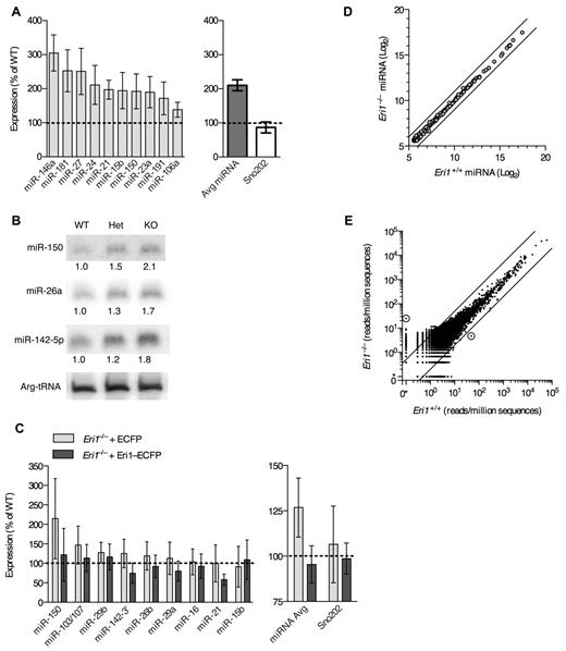 Figure 7. Eri1 negatively regulates miRNAs in lymphocytes. (A) qRT-PCR analysis of miRNA expression in ICR/B6 Eri1−/− NK (NK1.1+CD3ϵ−) cells purified by flow cytometry. (Left) miRNA levels in Eri1−/− NK cells shown relative to WT (). (Right) Sum of measurements from 10 miRNAs () and Sno202 (□). Data were normalized to U6 snRNA. Graphs indicate mean ± SEM (N = 6, ICR/B6 littermates). (B) Northern blot analysis of miRNAs from Eri1 WT (WT, Eri1+/+;CD4-cre), heterozygous (Het, Eri1fl/+;CD4-cre), and knockout (KO, Eri1fl/fl;CD4-cre) CD4+ T cells. Values indicate miRNA-specific signals quantified by phosphoimager, normalized to Arg-tRNA, and expressed relative to WT T cells. (C Left) qRT-PCR analysis of miRNA expression in Eri1-deficient (Eri1fl/fl;CD4-cre) T cells transduced with retroviruses encoding Thy1.1 and ECFP () or Thy1.1 and Eri1-ECFP (). Total RNA was prepared from transduced Thy1.1+ T cells purified by FACS. Data were normalized to U6 snRNA and expressed relative to miRNA measured in WT (Eri1+/+;CD4-cre) T cells transduced with ECFP retrovirus. (Right) Average of all miRNAs measured and Sno202 control. Columns show mean ± SEM (4 independent experiments). (D) Microarray comparison of miRNA expression patterns in WT and Eri1-deficient CD4+ T cells. Circles show average log2 hybridization fluorescence intensity values for quantile-normalized data from 3 independent T-cell samples. Black diagonal lines show 2-fold intensity differences. (E) Small RNA read counts from WT and Eri1−/− T-cell sequencing libraries. Dots show read counts at independent genomic loci with reads normalized to total genomic sequences in each library. Black lines indicate 5-fold expression differences. Circled dots show loci with > 90% posterior probability of a 5-fold expression difference between libraries. The location of these loci and gene origin of the most frequently cloned RNA from that locus are (left) Chr13:98860450-98860650, Rps18 pseudogene and (right) Chr8:73490090-73490290, Ell.