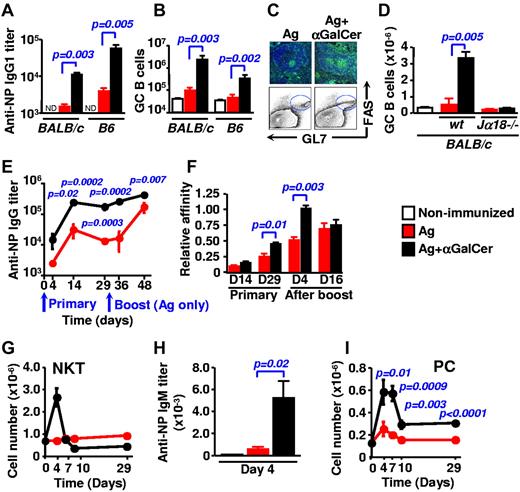 Figure 1. αGalCer-activated NKT cells promote antigen-specific antibody production and GC formation. (A-D) B6 or BALB/c mice (n = 5) were immunized intraperitoneally with 40μg NP-KLH (red) or with NP-KLH plus 4 μg αGalCer (black) and analyzed after 9 days. Representative of 3 to 4 independent experiments with 4 to 5 animals per group. (A) Hapten-specific IgG1 titers in the serum of WT B6 and BALB/c mice. (B) Total numbers of B220+ GL7+ Fas+ GC B cells in the spleen of WT B6 and BALB/c animals. (C) Representative immunohistologic and flow cytometry staining of splenic GCs of WT B6 mice. Green: PNA, blue: IgD. (D) Total numbers of GC B cells (B220+ GL7+ Fas+) in the spleen of WT and Jα18−/− animals (BALB/c). (E) Kinetics of hapten-specific IgG response of WT B6 mice immunized with NP-KLH (red) or NP-KLH plus αGalCer (black). Mice were bled 4, 14, and 29 days after the primary injection, then both groups were challenged with antigen alone on day 30 and were bled 4 and 16 days after. (F) Affinity of NP-specific IgG in immune-sera collected as in (E). (G) B6 mice were immunized with NP-KLH (red) or NP-KLH plus αGalCer (black) and groups of 3 mice were killed at each time point. The number of TCRβ+ CD1d TET+ NKT cells was determined in the spleen. (H) NP-specific IgM titers in the serum of B6 mice 4 days after immunization with NP-KLH with our without coinjecting αGalCer. (I) The number of plasma cells (PC; CD138+B220int) was determined in the spleen of mice that were immunized as in panel G.