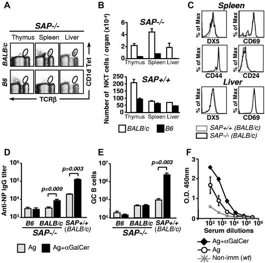 Figure 2. Residual NKT cells in SAP−/−.BALB/c are competent stimulators of antibody production. (A) NKT cells in thymus, spleen and liver isolated from SAP−/−.BALB/c or SAP−/−.B6 mice, were identified with CD1d tetramer loaded with the αGalCer analog PBS57 and anti-TCRβ. (B) The number of NKT cells in different organs of SAP−/−.BALB/c and SAP−/−.B6 mice (n = 3). NKT cells in control WT mice are indicated in the bottom panel. (C) Comparison of activation/differentiation markers on splenic and liver NKT cells (CD1d TET+ TCRβ+) of SAP+/+ and SAP−/−.BALB/c mice. (D) Anti-NP IgG titers in the serum of SAP−/−.BALB/c or SAP−/−.B6 mice 9 days after intraperitoneal immunization with NP-KLH alone or with NP-KLH plus αGalCer. Hapten-specific serum IgG titers were determined by ELISA. Representative of at least 2 independent experiments with 5 animals per group. (E) The number of GC B cells (B220+ Fas+ GL7+) in the spleen was determined by flow cytometry 9 days after immunization as in (D). Representative of at least 2 independent experiments with 5 animals per group. (F) SAP−/−.BALB/c mice were immunized with NP-KLH with or without αGalCer. Forty days after primary injections both groups were rechallenged with NP-KLH, and after 5 days anti-NP IgG levels were determined.