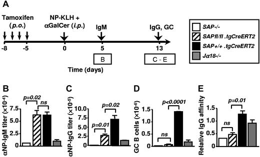 Figure 5. Early and late NKT-dependent antibody responses after tamoxifen-induced deletion of SAP in SAPfl/fl.tgCreERT2 mice. (A) Outline of experiments in (B-E). Ten-week-old SAPfl/fl.tgCreERT2 and Sh2d1a−/−, Jα18−/−, SAP+/+.tgCreERT2 mice were treated with tamoxifen for 4 consecutive days and rested for an additional 5 days before being immunized with NP-KLH plus αGalCer. On day 5 and day 13 samples were taken. Data are representative of 3 independent experiments with 3 to 5 animals per group. (B) Early primary NP-specific IgM response 5 days after immunization with NP-KLH plus αGalCer. (C-E) Analysis of late primary response of NP-KLH plus αGalCer-injected mice 13 days after immunization: NP-specific serum IgG titers (D), total number of GC centrocytes (B220+ GL7+ Fas+ IgDlo) in the spleen (E) and the affinity of NP-specific IgG antibodies (F).