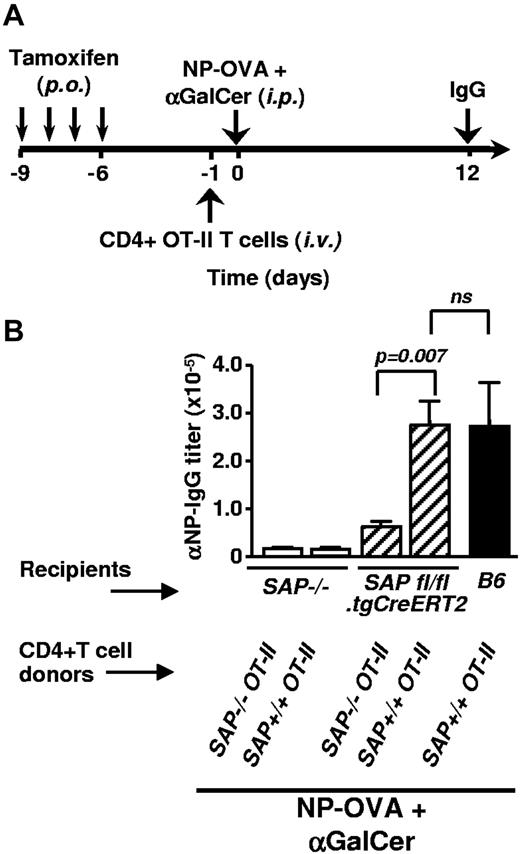 Figure 6. SAPfl/fl.tgCreERT2-derived NKT cells assist late primary antibody responses on transfer of SAP+/+ OT-II CD4+ T cells. (A) Outline of CD4+ T cell transfer experiment. SAP−/−, SAPfl/fl.tgCreERT2 and WT control mice were treated with tamoxifen for 4 consecutive days and rested for additional 4 days before being adoptively transferred by 2 × 106 purified CD4+ T cells from SAP positive or negative OT-II mice. Twenty-four hours after cell transfers mice were immunized with NP-OVA plus αGalCer. Result of a single experiment with 3 to 5 animals per group. (B) Twelve days after immunization, NP-specific IgG antibody titers in the serum were determined by ELISA.