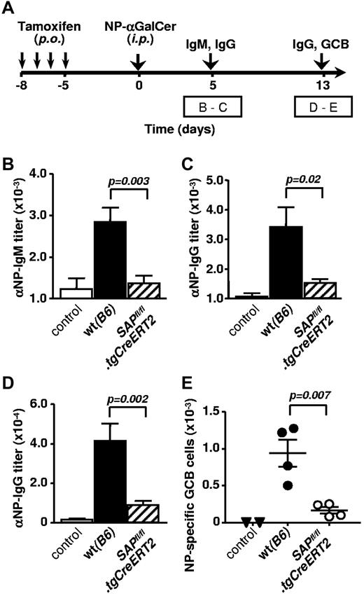 Figure 7. Cognate NKT cell help to B cells requires SAP-dependent signaling. (A) Outline of experiments in panels B through E. SAPfl/fl.tgCreERT2 mice and B6 (WT) counterparts (9 to 10 weeks old) were treated with tamoxifen for 4 consecutive days and rested for an additional 5 days before immunization with 2 to 4 μg NP-αGalCer. Serum samples were analyzed on day 5 and 13, splenocytes on day 13. Antibody titers are combined from 2 independent experiments with 4 to 5 animals per group in each. Controls represent WT animals injected with αGalCer. (B-C) NP-specific IgM (B) and IgG (C) response 5 days after immunization with NP-αGalCer. (D) NP-specific serum IgG titers 13 days after immunization with NP-αGalCer. (E) Total numbers of B220+ GL7+ Fas+ NP-specific GC B cells in the spleen of NP-αGalCer (or αGalCer control) immunized mice. Representative result of 2 independent experiments.