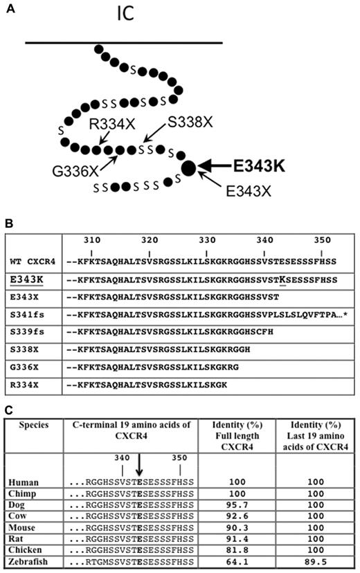 Figure 2. CXCR4E343K is associated with WHIM syndrome. (A) Position of mutation E343K in the 7-transmembrane domain model of CXCR4. Small dots represent amino acids except serine (designated by S). The locations of other point mutations reported in WHIM syndrome are also highlighted. (B) Alignment of predicted amino acid sequences from the C-terminal domain of CXCR4WT and all reported CXCR4 mutants associated with WHIM syndrome. The position mutated to lysine (K) in CXCR4E343K is highlighted. *Missense mutation that extends the sequence by an additional 10 amino acids, not shown for clarity. (C) The glutamic acid changed to lysine in CXCR4E343K is highly conserved phylogenetically. Predicted amino acid sequences from the C-terminal domain of CXCRWT are aligned for the indicated species. The homology (percent amino acid identity) of human CXCR4 to CXCR4 from each of the other species listed is shown for both the full-length sequence and the C-terminal 19 amino acids.