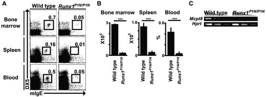 Figure 1. Runx1P1N/P1N mice have markedly reduced numbers of basophils. (A) BM, spleen, and blood were isolated from WT and Runx1P1N/P1N mice and stained with anti-IgE and anti-DX5 mAbs. Data shown are representative of 5 independent experiments, each of which gave similar results. (B) The numbers of basophils are shown as means + SEM. ***P < .0001; no asterisks, P > .05. (C) Semiquantitative RT-PCR analysis for Mcpt8, which encodes mMCP-8, was performed using RNA prepared from total BM cells from WT or Runx1P1N/P1N mice. cDNA was diluted 3-fold. Data shown are from 1 of 3 independent experiments, each of which gave similar results.