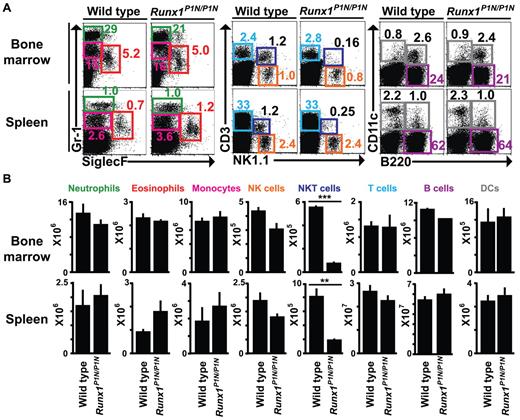 Figure 2. Phenotypic analysis of other granulocytes and leukocytes in Runx1P1N/P1N mice. (A) Representative flow cytometric plots of neutrophils (Gr-1high SiglecF−), eosinophils (Gr-1int SiglecF+), monocytes (Gr-1int SiglecF−), NK cells (NK1.1+CD3−), NKT cells (NK1.1+CD3+), B cells (B220+), conventional dendritic cells (DCs; CD11c+B220−), plasmacytoid dendritic cells (CD11c+B220+), and T cells (CD3+), and their cell counts (B) from BM and spleens from WT or Runx1P1N/P1N mice. Data shown are from 1 of 3 independent experiments, each of which gave similar results. Data in panel B show means + SEM.