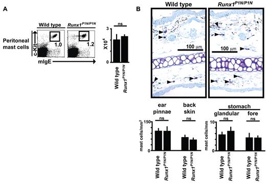 Figure 3. Runx1P1N/P1N mice have normal numbers of mast cells in multiple anatomic sites. (A) Cells from peritoneal lavage fluid were stained with anti-mIgE and anti–c-Kit mAbs. Data shown are from 1 of 5 independent experiments, each of which gave similar results. The numbers of peritoneal mast cells are shown as means + SD. ns indicates not significant (P > .05). (B) Toluidine blue staining for mast cells (some indicated by solid arrows) in 4-mm-thick paraffin sections of ear pinnae from WT (top) and Runx1P1N/P1N mice (bottom). The numbers of mast cells in the ear pinnae, back skin, or stomach are shown as means + SD. ns indicates not significant (P > .05).