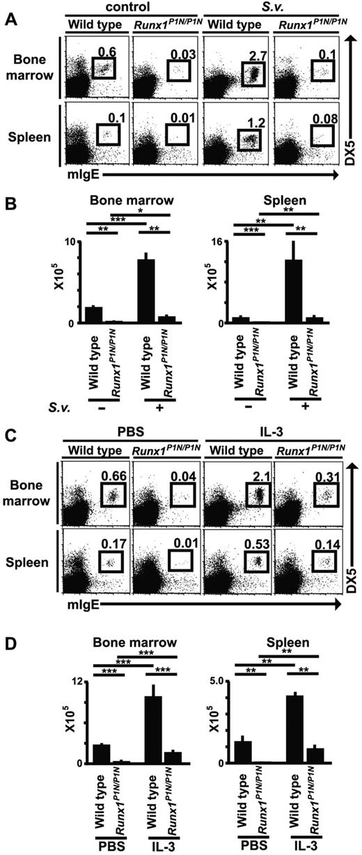 Figure 6. Changes in basophil numbers after S venezuelensis infection or IL-3 injection in Runx1P1N/P1N versus WT mice. (A) WT or Runx1P1N/P1N mice were infected with 10 000 S venezuelensis larvae and basophils (mIgE+DX5+) in the BM and spleen were analyzed 8 days after infection. Data shown are from 1 of 3 independent experiments, each of which gave similar results. (B) Recombinant IL-3 (200 ng/mouse/d) was injected into WT or Runx1P1N/P1N mice for 7 consecutive days. Basophils in the BM and spleen from each mouse were stained the day after the 7th injection. Data shown in panels B and D are means + SEM.