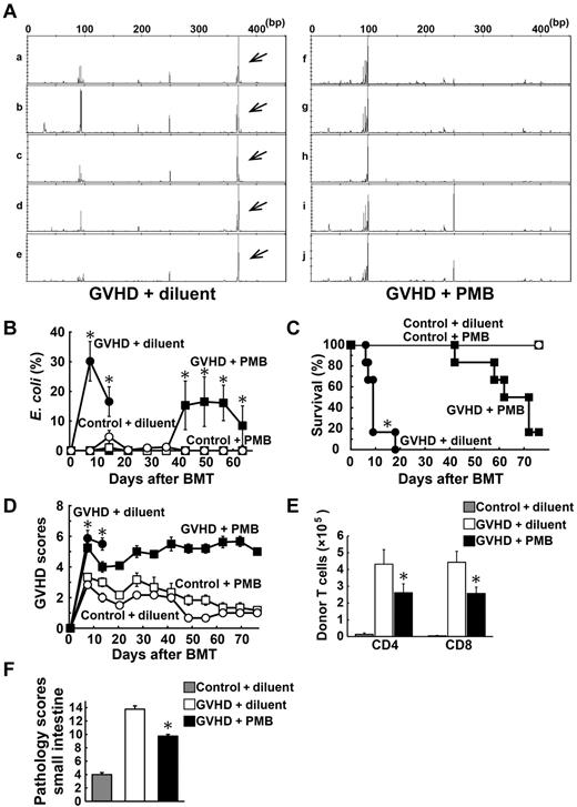 Figure 7. Oral administration of polymyxin B ameliorated GVHD. Lethally irradiated B6D2F1 mice were transplanted with 5 × 106 TCD BM without or with 2 × 106 T cells from B6 or B6-Ly5.1 (CD45.1+) donors. Polymyxin B (PMB; 100 mg/kg) or diluent was administered by daily oral gavage from day −4 until day 28 after BMT. (A) Fecal pellets were collected once per week after BMT and intestinal microflora was characterized by RFLP analysis of 16S rRNA genes constructed from each sample of fecal pellets and digested with HhaI. Representative RFLP patterns are shown in mice with GVHD receiving diluent (a-e) and those with PMB (f-j) 7 days after BMT. Arrows indicate an OTU for E coli. (B) Time course changes in the proportion of E coli (n = 6-12 / group). Survival (C) and clinical GVHD scores (D, mean ± SE) after BMT are shown (n = 6-12/group). Data from 2 independent experiments were combined. (E) Numbers of donor (CD45.1+) T cells in mLNs on day 5 (n = 20/group). (F) Pathology scores of the small intestine on day 7 (n = 20/group). Data from 3 independent experiments were combined and are shown as mean ± SE (*P < .05).