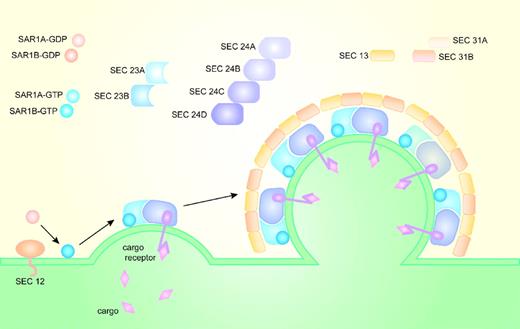 Figure 1. Formation of the COPII vesicle on the surface of the endoplasmic reticulum. In yeasts, Sec12p recruits Sar1p to the ER membrane and converts Sar1p-GDP into Sar1p-GTP. Sar1p-GTP, through direct binding to Sec23p, recruits Sec23p-Sec24p heterodimers from the cytoplasm to the ER membrane. Sar1p, Sec23p, and Sec24p form the inner layer of the COPII coat and the prebudding complex that recruits Sec13p-Sec31p heterotetramers. Sec13p-Sec31p form the outer layer of the COPII coat and facilitate budding of the COPII-coated vesicles. Cargo selection occurs primarily through direct or indirect interaction with Sec24. In mammals, there are 2 paralogs for Sar1, 2 for Sec23, 4 for Sec24, and 2 for Sec31.