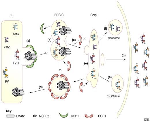 Figure 2. Cargo transport by the LMAN1-MCFD2 complex. (A) Factor V (FV), factor VIII (FVIII), cathepsin C (CatC), and cathepsin Z (CatZ) bind the LMAN1-MCFD2 complex and are packaged into COPII vesicles. (B) COPII vesicles bud from the ER membrane and fuse together forming the ER-Golgi intermediate compartment (ERGIC). (C) Anterograde transport of cargo protein to the Golgi apparatus occurs along microtubules. (D) The LMAN1-MCFD2 complex is recycled back to the ER through COPI vesicles. (E) Posttranslational modification of the cargo proteins occurs in the Golgi apparatus. (F) CatC and CatZ are transported to the lysosomes. (G) FV and FVIII are secreted outside of the cells. (H) In murine megakaryocytes, FV is transported and stored in α-granules. Reprinted from Baines and Zhang45 with permission.