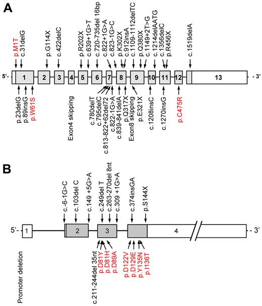Figure 4. Distribution of LMAN1 and MCFD2 mutations. At least (A) 33 different LMAN1 mutations and (B) 17 different MCFD2 mutations have been reported. Missense mutations are depicted in red. Reprinted from Zhang et al59 with permission.