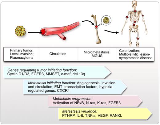 Figure 2. Model of metastasis and dissemination in MM. In this schematic figure, the initial site of tumor growth of clonal plasma cells is represented by a solitary plasmacytoma (these are not clinically detected in most cases). In a small group of patients, solitary plasmacytomas do not disseminate. However, in the majority of patients, local invasion occurs, which allows some cells to egress into the peripheral circulation (circulating tumor cells) followed by specific homing into BM niches and local micrometastasis. Micrometastasis is represented by the clinical condition of MGUS. MGUS can progress to macrometastasis or colonization after a long latency period, leading to symptomatic disease with multiple lytic lesions, anemia, hypercalcemia, and renal failure. Genes regulating tumor initiation, metastasis initiation, metastasis progression, and metastasis virulence are represented in the figure. This is not a complete list of genes that could regulate cell trafficking in MM but represents some of the known regulators in cell dissemination and progression in MM.