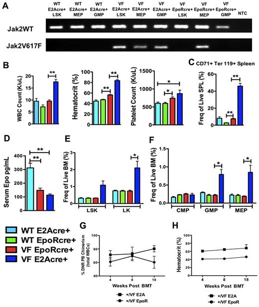 Figure 3. Erythroid lineage–restricted Jak2V617F expression results in an attenuated MPN phenotype. (A) Jak2 allele-specific PCR performed on Jak2+/+ E2Acre+, Jak2+/VFE2Acre+, and Jak2+/VFEpoRCre+ LSK, MEP, or GMP cells purified from primary mice. Jak2WT and Jak2V617F refer to forward primers (a common reverse primer was used). NTC indicates no template control. Results demonstrate absent Jak2V617F expression in Jak2+/+ cells, Jak2V617F expression in all Jak2+/VFE2Acre+ cell populations and Jak2V617F expression in Jak2+/VFEpoRCre+ MEP cells only. (B) WBC count, hematocrit, and platelet counts of age-matched Jak2+/+E2Acre+, Jak2+/+EpoRcre+, Jak2+/VFEpoRcre+, and Jak2+/VFE2Acre+ mice aged 8-12 weeks (mean ± SEM; n = 4 in each group);*P < .05, **P < .0005. (C) Frequency of CD71+, Ter119+ erythroid precursors in spleen from age-matched Jak2+/+E2Acre+, Jak2+/+EpoRcre+, Jak2+/VFEpoRcre+, and Jak2+/VFE2Acre+ mice (mean ± SEM; n = 4 in each group); **P < .0005. (D) Serum EPO levels from age-matched Jak2+/+E2Acre+, Jak2+/VFEpoRcre+, and Jak2+/VFE2Acre+ mice (mean ± SEM; n = 8 in each group); **P < .001. (E) Frequency of LSK and LK cells in BM from age-matched Jak2+/+E2Acre+, Jak2+/+EpoRcre+, Jak2+/VFEpoRcre+, and Jak2+/VFE2Acre+ mice (mean ± SEM; n = 4 in each group); *P < .05. (F) Frequency of CMP, GMP, and MEP cells in BM from age-matched Jak2+/+E2Acre+, Jak2+/+EpoRcre+, Jak2+/VFEpoRcre+, and Jak2+/VFE2Acre+ mice (mean ± SEM; n = 4 in each group); *P < .05. (G) The percentage of donor chimerism assessed in peripheral blood of recipients of Jak2+/VFE2Acre+ or Jak2+/VFEpoRcre+ unfractionated BM (mean ± SEM, n = 4 in each group). (H) Hematocrit of recipients of Jak2+/VFE2Acre+ or Jak2+/VFEpoRcre+ unfractionated BM (mean ± SEM, n = 4 in each group).