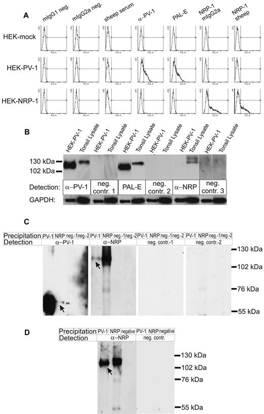 Figure 2. PAL-E recognizes PV-1, which can form complexes with NRP-1. (A) HEK-EBNA cells mock transfected (HEK-mock), transfected with PV-1 (HEK-PV-1) or NRP-1 (HEK-NRP-1), were stained with the indicated antibodies and analyzed by flow cytometry. In the histograms, the x-axis represents the fluorescence intensity; and the y-axis, the number of cells. (B) Immunoblots of HEK-PV-1 transfectants and tonsil lysate. The indicated antibodies followed by HRP-conjugated anti–mouse IgG or anti–sheep IgG were used for chemiluminescence detection (neg. contr. 1 and neg. contr. 2 indicate controls for anti–PV-1 and PAL-E, respectively; and neg. contr. 3, control for anti–NRP-1). Gels were run under nonreducing conditions, allowing the maintenance of PV-1 homodimers, resulting in PV-1 bands of approximately 110 to 130 kDa and NRP-1 bands of approximately 130 to 140 kDa. (C) Coimmunoprecipitations with anti–PV-1 and anti–NRP-1 antibodies. The precipitating and detecting antibodies are indicated (neg.-1 or neg. contr.-1 indicate the negative control antibody for anti–PV-1; and neg.-2 or neg. contr.-2, the negative control antibody for anti–NRP-1, respectively). Gels were run under reducing conditions, thus showing monomeric PV-1 bands of approximately 55 to 65 kDa and NRP-1 bands of approximately 130 kDa. Arrows point to the coprecipitated proteins in lane 2 and lane 5. (D) HEK-EBNA cells transiently cotransfected with PV-1 and NRP-1 were used to confirm the results of the coimmunoprecipitation from fresh tonsil lysate. Gels were run under reducing conditions, thus showing monomeric PV-1 bands of approximately 55 to 65 kDa and NRP-1 bands of approximately 130 kDa. The arrow indicates the coprecipitated protein in lane 1. Bands in the range of 50 kDa stem from the heavy chain of the immunoglobulins. The experiments were performed 3 times (A) and twice (B-D) with comparable results.