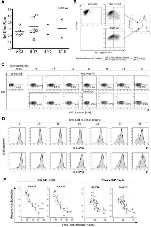 Figure 3. The effect of Nef on HIV-1–specific CTL antiviral activity is unrelated to HLA-I restriction of the epitope. The impact of Nef was compared across presenting HLA-I types. (A) Nef-effect ratios plotted for the indicated HLA-I types. Each dot represents one epitope; the horizontal bar represents the mean. There was no significant difference between groups (Kruskal-Wallis test). (B) A flow cytometric approach was used to measure Nef-mediated down-regulation of HLA-I A*02 and HLA-I B*57 on acutely HIV-1–infected cells. A representative experiment shows the analysis of HLA-A*02 down-regulation after gating on infected cells (positive for the HSA reporter) and determination of MFI of A*02 staining. The relative expression of A*02 on cells infected with wild-type Nef virus (gray dotted histogram) was then calculated as a fraction of MFI compared with Nef-M20A virus (black solid histogram) after subtraction of background MFI (from an isotype control). (C) Expression of cell-surface CD4 and the HSA reporter over time is demonstrated after acute infection of primary CD4+ T lymphocytes from an HIV-1–infected donor with both A*02 and B*57 (subject number 00036, a slow progressor not on treatment). (D) The infected (HSAhigh+ and CD4dim/−, percentages shown) primary CD4+ T lymphocytes were gated and analyzed for A*02 (top panel) and B*57 (bottom panel) expression. HLA-I expression is plotted for HIV-1 with wild-type Nef (gray shaded histograms) versus Nef-M20A (black histograms). (E) Gompertz plots of Nef-mediated down-regulation of A*02 versus B*57 are shown for the laboratory T-cell line 1CC4.14 (top panel) or primary CD4+ T lymphocytes* (bottom panel). In the top panel, the estimates for time to 10% A*02 versus B*57 down-regulation by Nef are 22.1 and 19.6 hours after infection, respectively. The slopes of the fitted curves at 10% down-regulation of A*02 versus B*57 are −0.016 and −0.015, respectively. The maximum levels of down-regulation of A*02 versus B*57 are estimated to be 50% and 40%, respectively. These parameters are not significantly different for A*02 versus B*57. In the bottom panel, the estimates for time to 10% A*02 versus B*57 down-regulation by Nef are 18.1 and 18.0 hours after infection, respectively. The slopes of the fitted curves at 10% down-regulation of A*02 versus B*57 are −0.023 and −0.021, respectively. The maximum levels of down-regulation of A*02 versus B*57 are estimated to be 60% and 50%, respectively. These parameters are not significantly different for A*02 versus B*57. The efficiency of infection was higher (approximately 40%-50% vs the 10% shown in Figure 3C) and Nef-mediated HLA-I down-regulation occurred earlier (approximately 12 hours after infection) in virus-infected primary CD4+ T lymphocytes of HIV-1–uninfected donors (data not shown).