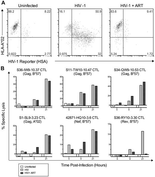 Figure 6. Some Gag- and Nef-specific CTLs cells do not require de novo viral protein synthesis for early killing of HIV-1–infected cells. 1CC4.14 cells were infected with 600 fg of Gag p24/cell of VSV-G Env-pseudotyped NL4-3-ΔEnv-HSA and assessed for killing by CTLs (51Cr release) in the presence and absence of ART. (A) Uninfected or infected cells with or without ART were examined by flow cytometry for cell-surface expression of HLA A*02 and HSA reporter at 48 hours after infection, confirming that ART blocked the de novo viral protein expression seen in untreated cells (HSA expression and A*02 down-regulation by Nef). (B) Specific lysis of uninfected or infected target cells (with or without ART) was assessed by 51Cr-release assay over time. The data shown are representative of 2 independent experiments.