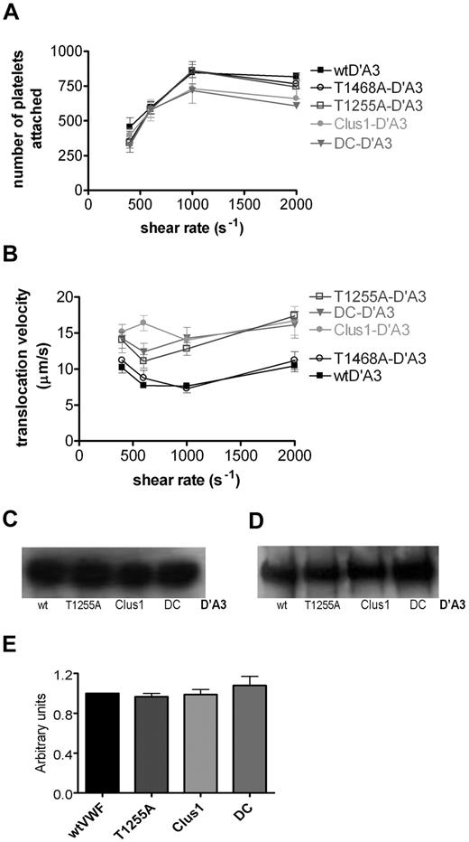 Figure 2. Comparison of platelets attachment and translocation velocities on immobilized VWF-D′A3 under shear stress. Fluorescently labeled platelets were perfused over immobilized wtD′A3 or its variants at shear rates from 400 to 2000 s−1 for 4 minutes. (A) After 4 minutes, the number of platelets that remained stationery for the duration of 3 frames (0.15 seconds) on the indicated substrates as a function of shear rate determined using ImageJ. (B) Translocation velocities (μm/s−1) were measured by tracking individual platelets frame by frame at an interval of 0.05 second, in the direction of flow (n = 30 platelets for each 3 fields of view). Values shown are mean ± SEM of at least 4 independent experiments performed in duplicate. (C-D) To ensure equal D′A3 VWF coating, wtD′A3 OLG variants were immobilized onto flow slides. Next, after perfusion of PBS through the slides at 1000 s−1, the bound protein was recovered from the channels using 2× SDS-PAGE reducing buffer and heating for 30 minutes, and then analyzed by SDS-PAGE followed by Western blotting with polyclonal anti–VWF-HRP–conjugated antibodies (C) or anti–c-myc antibodies (D). (E) Intensity of the bands (corresponding to VWF, ∼ 260 kDa) was determined using MacBiophotonics ImageJ software and expressed as a proportion of wtD′A3 (P = .6).
