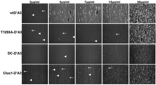 Figure 4. Interaction of platelets with increasing concentrations of wtD′A3 T1255-, Clus1, and DC-D′A3. Flow slides were coated with wtD′A3 and T1255A, Clus1 and DC-D′A3 at concentrations from 2 to 30 μg/mL, and labeled platelets were perfused at 1500 s−1 for 4 minutes. Videos were recorded in real time at a rate of 20 frames per second and 35 frames were superimposed using the high-intensity Z-projection function in ImageJ to visualize the nature of interaction between platelet and VWF. Representative images are shown. Examples of transient tethering events are indicated with white arrowheads, and platelet rolling is indicated with double black arrows. Platelets flowing near the surface, but not interacting, are visible as a white smears (white long arrow).
