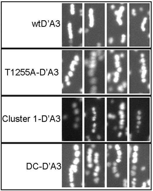 Figure 5. Platelet translocation pattern on immobilized wtD′A3 and T1255-, Clus1-, and DC-D′A3 glycosylation variants. Purified platelets were perfused over slides with D′A3 fragments immobilized at a concentration of 30 μg/mL at shear rate of 1000 s−1 for 4 minutes. Thirty-five subsequent frames were superimposed (∼ 1.75 seconds) to track the translocation of individual platelets. Examples of platelets translocation paths on wt and mutated proteins are shown. When platelets jump rather than roll larger gaps between points of binding are seen; whereas when platelet roll uniformly and bind frequently no gaps are observed. Images were acquired at ×20 magnification and analyzed following ×3 zoom using ImageJ.