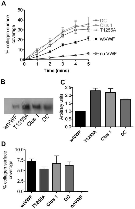 Figure 6. Platelet adhesion to collagen type III in the presence of wtVWF and VWF glycosylation variants under high shear stress. (A) Platelets resuspended in plasma-free blood supplemented with 10 μg/mL wtVWF or VWF OLG variants were perfused over a collagen type III–coated surface at 1500 s−1 for 5 minutes. Videos were processed off-line, and platelets that remained attached over the duration of 3 subsequent frames (0.15 seconds) were counted. The number of bound platelets is expressed as the percentage of surface coverage and is plotted against time after the start of perfusion. To ensure the specificity of the interaction, platelets without VWF were used. Values shown are mean ± SEM of minimum 3 independent experiments performed in duplicate. (B) wtVWF and VWF variants were perfused over collagen type III–coated surface at a shear rate of 1500 s−1 for 5 minutes. Bound proteins were recovered from the slides using 2× SDS-PAGE reducing buffer and heating at 60°C for 30 minutes and then analyzed by SDS-PAGE followed by Western blotting with polyclonal anti–VWF-HRP–conjugated antibodies. (C) Intensity of the bands corresponding to VWF (∼ 260 kDa) was determined using ImageJ and expressed as a proportion of wtVWF (mean ± SEM of 3 independent experiments). (D) wtVWF and OLG variants at a concentration of 10 μg/mL were bound under static conditions to flow slides coated with collagen type III. Next, platelets resuspended in plasma-free blood were perfused over at 1500 s−1 for 5 minutes, and videos were processed off-line as described in panel A. The number of bound platelets is expressed as the percentage of surface coverage after the 5 minutes from initiation of perfusion. Values shown are mean ± SEM of minimum 3 independent experiments. One-way ANOVA was used to determine differences, and the P value was calculated to be .62.