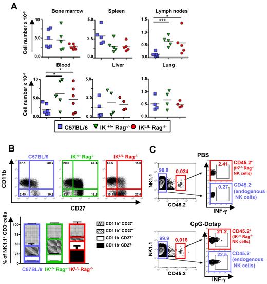 Figure 3. Representation and phenotypic characterization of NK cells. (A) Numbers of NK1.1+ CD3− cells from the indicated organs from C57BL/6, IK+/+ Rag−/−, or IKL/L Rag−/− mice. Each dot represents results from individual mice, and bars represent the mean. *P < .05. ***P < .001. (B) CD11b and CD27 expression on NK1.1+ CD3− cells from the spleens of the indicated mouse strains as characterized by flow cytometry. Results are expressed as a dot plot from 1 representative experiment (top panel), and numbers represent the percentage of events in the corresponding quadrant. The cumulative results from 5 mice are shown (bottom panels). (C) C57BL/6 CD45.1+ mice were injected intravenously with 105 DX5+ CD45.2+-enriched cells from IKL/L Rag−/− mice. The following day, mice were injected with PBS (top panel) or CpG-Dotap (bottom panel); and after 4 hours, IFN-γ production by injected (CD45.2+) or endogenous (CD45.2−) NK cells from the host spleen was determined by intracellular staining. The numbers in quadrants represent the percentage of cells in the selected gates. One representative experiment of 2 is shown.