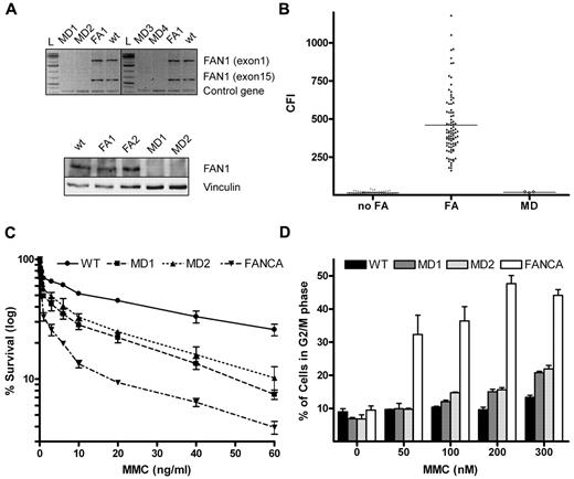 Figure 1. Absence of FAN1 and FA cellular phenotype in MD patients. (A) Fragments amplified by PCR corresponding to exons 1 and 15 of the FAN1 gene were observed using DNA templates from a healthy person (WT) and a FANCA-deficient FA patient included as controls, whereas they were absent when templates from microdeletion patients (MD1 to MD4) were used, confirming the biallelic deletion of FAN1 in the MD patients (top panel). Immunoblotting against FAN1 protein revealed a FAN1-specific band in WT and FA (FA1 and FA2) LCL that failed to be detected in MD1 and MD2. (bottom panel). (B) Dot plot of CFI showing individual values and average (solid line) of DEB-induced chromosome breakage from non-FA (n = 56), FA (n = 90, excluding mosaics) and MD (n = 4) persons. The CFI values of all MD patients ranged within the non-FA population. (C) Mild sensitivity of MD LCL to MMC on survival assay. The graph shows intermediate sensitivity to MMC of MD1 and MD2 compared with the highly sensitive FA (FANCA) cell line. (D) Near-normal sensitivity of MD LCL to MMC on cell cycle analysis. The graph plots the percentage of cells in G2/M phase after exposure to increasing concentrations of MMC for 72h. A WT and an FANCA cell lines were included as controls.