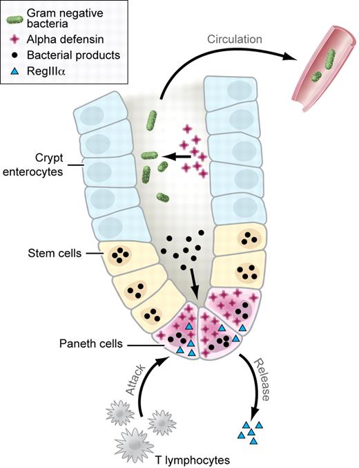 Biology of the crypts of Lieberkühn. Paneth cells generate defensins (red crosses) that are involved in controlling the growth of bacterial organisms in the lumen of the crypts of Lieberkühn (bacteria shown as green ovals). Production of defensins is partly mediated by the response of Paneth cells to bacterial products present in the lumen of the crypt (bacterial products shown as black circles). T-cell immune response (labeled) leads to loss of Paneth cells, inhibiting the generation of defensins, and bacterial translocation across the mucosa and into the systemic circulation. In addition, Paneth cell destruction leads to the release of RegIIIα (light blue triangle), which serves as a marker for the presence of GvHD. Professional illustration by Kenneth X. Probst.