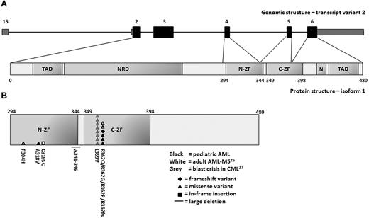 Figure 1. Sequence variations in the zinc-finger domains of GATA2 in myeloid malignancies. (A) Schematic representation of the human GATA2 gene and protein. The GATA2 gene consists of 6 exons. The coding exons (exon 2-6) are depicted in black and the 5′ and 3′ untranslated regions are depicted in gray. The GATA2 gene has 3 transcript variants that encode for 2 different protein isoforms with the same translation start site in exon 2. Isoform 1, encoded by transcript variant 1 or 2, contains 480 amino acids (50.5 kDa). Isoform 2, encoded by transcript variant 3, contains a smaller fifth exon resulting in a protein of 466 amino acids (49.1 kDa). Transcript variant 2, in which transcription is initiated from a distal first exon (1S), is specific for hematopoietic and neuronal cells. The encoded protein has 2 transactivation domains (TAD), a negative regulatory domain (NRD), a nuclear localization signal (N), and 2 zinc-finger domains (ZF). (B) Acquired mutations and sequence variations in the N-terminal (N-ZF) and C-terminal (C-ZF) zinc-finger domain of GATA2 in myeloid malignancies. Sequence variations in pediatric AML from the present study are depicted in black. Previously reported mutations in adult AML with FAB-M5 morphology or in blast crisis of CML are depicted in white and gray, respectively.26,27 Each symbol represents an independent GATA2 mutation or variation. Numbers indicate the amino acid affected by each mutation or variation. The type of mutation is indicated by the symbol.