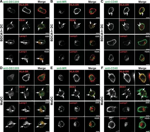 Figure 2. Targeting to DEC205 results in late endosomal localization, and CD40 and MR antibodies are largely excluded from late endosomes. (A-C) BDCA1+ DCs or (D-E) MoDCs were continuously incubated with 1 μg/mL fluorescently labeled (A,D) anti-DEC205, (B,E) anti-MR, or (C,F) anti-CD40 antibodies for 6 hours at 37°C. In parallel, DCs were incubated with antibodies in the presence of protease and acidification inhibitors leupeptin and NH4Cl (inh). DCs were seeded on coverslips and fixed, followed by staining for the cell surface (HLA-DR) and permeabilization and labeling of early endosomes (EEA1) or late endosomes (Lamp1). Arrows indicate areas of overlap. Images were acquired on a Leica SP5 confocal microscope, 100× oil objective (NA, 1.47), zoom 7. All immunofluorescence experiments were repeated in ≥ 5 independent donors. Scale bar is 5 μm.