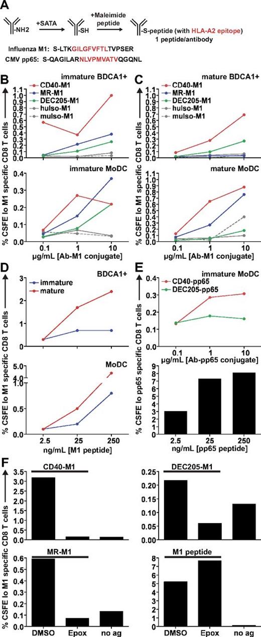 Figure 4. Targeting CD40 and MR leads to superior cross presentation compared with targeting DEC205. (A) Schematic for the generation of antibody-peptide conjugates. On average, our peptide conjugates had 1 peptide per antibody. (B) Matched immature or (C) mature HLA-A*0201+ DCs were incubated with various concentrations of anti–CD40-M1, anti–MR-M1, or anti–DEC205-M1 for 4-6 hours, washed, and cocultured with autologous CFSE-labeled CD8+ T cells for 8-10 days in the presence of LPS and IL-2. “Immature” or “mature” refers to the activation state of the DCs before antigen uptake and coculture. MuIso-M1 is the isotype for anti–CD40-M1, and huIso-M1 is the isotype for anti–MR-M1 and anti–DEC205-M1. Graphs depict frequencies of total CFSElo and Influenza M1 (58-66) specific CD8+ T cells. One representative experiment of 6 to 8 independent donors (immature samples) or 3 to 4 independent donors (mature samples) is shown. Targeting via 1 μg/mL of anti-CD40 and MR was judged superior to targeting via anti-DEC205 across 6 to 8 independent donors with the use of a paired t test for immature DCs (CD40 vs DEC205: MoDC, P = .0270, BDCA1+ DC, P = .0337; MR vs DEC205: MoDC, P = .0264; BDCA1+ DC was not statistically significant possibly because of variable surface MR expression). (D) Influenza M1 (58-66) nonextended peptide control for antigen presentation assay. (E top panel) As in panel B, DCs were incubated with anti–CD40-pp65 or anti–DEC205-pp65 conjugates. (Bottom panel) CMV pp65 (495-503) nonextended peptide control. (F) DCs were incubated with 1 μg/mL antibody-M1 conjugates or 25 ng/mL M1 peptide with or without 0.1μM epoxomicin or DMSO for 4-6 hours, followed by washing and coculture with autologous CFSE-labeled CD8+ T cells. “No ag” shows the background when DCs and CD8+ T cells are cocultured in the absence of antigen. Graphs depict frequencies of total CFSElo and influenza M1 (58-66) specific CD8+ T cells. One representative experiment from ≥ 3 independent donors is shown.