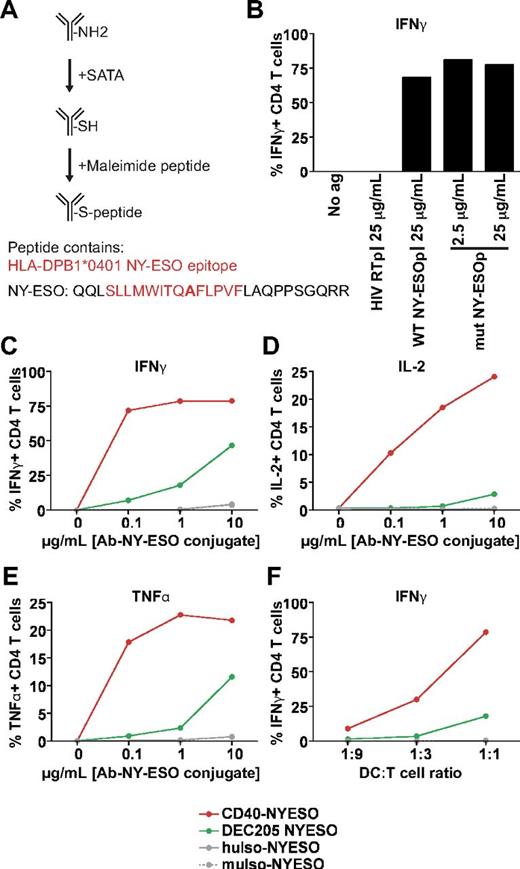 Figure 5. Targeting CD40 results in superior MHC class II presentation than targeting DEC205. (A) NY-ESO–extended peptide sequence. The amino acid change from cysteine → alanine is indicated in bold. (B) DPB1*0401+ BDCA1+ DCs were incubated with indicated doses of irrelevant HIV reverse transcriptase peptide (HIV RTp), WT NY-ESO peptide (WT NYESOp), or C → A mutated NY-ESO peptide (mut NYESOp) for 1.5 hours, followed by washing and coculture with an NY-ESO peptide–specific CD4+ T-cell clone. Percentage of CD4+ T cells with intracellular IFNγ results are shown as 1 representative of 3 independent DC donors. (C-E) Antibody-NY-ESO peptide conjugates (0.1-10 μg/mL) were fed to BDCA1− DCs for 1.5 hours, followed by washing and coculture with an NY-ESO–specific CD4+ T-cell clone at a ratio of DCs to T cells of 1:1, and subsequent staining for intracellular cytokines. The percentage of CD4+ T cells that are positive for (C) IFNγ, (D) IL-2, and (E) TNFα are depicted. One representative of 3 independent DC donors is shown. (F) As in panels C through E, 1 μg/mL antibody–NY-ESO conjugates were used with varying ratios of DCs to T cells. The percentage of CD4+ T cells that are positive for IFNγ is depicted. One representative of 3 independent DC donors is shown.