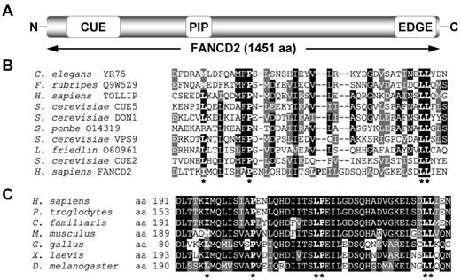 Figure 1. FANCD2 contains a putative CUE ubiquitin-binding domain. (A) Schematic of the FANCD2 protein indicating the amino terminus CUE domain, the PCNA-interaction motif (PIP), and the carboxy terminus EDGE motif. (B) A ClustalW alignment of the amino terminus of FANCD2 with several known CUE domains. (C) A ClustalW alignment of the amino terminus of FANCD2 from several species demonstrates high conservation of this region. Asterisks indicate highly conserved amino acid residues known to be important for noncovalent interaction with ubiquitin.