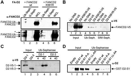 Figure 2. FANCD2 noncovalently interacts with ubiquitin. (A) WCLs from FA-D2 cells expressing WT or mutant FANCD2 were incubated with ubiquitin or protein G-conjugated sepharose and bound proteins resolved and immunoblotted with antibodies against FANCD2. * indicates nonspecific band; WCL, whole-cell lysate; Ub-seph., ubiquitin-conjugated sepharose; and G-seph., protein G-conjugated sepharose. (B) WCLs from HeLa cells expressing WT or mutant FANCD2-V5 were incubated with ubiquitin or SIM-conjugated sepharose and bound proteins resolved and immunoblotted with antibodies against V5. (C) Bacterially purified fragments of FANCD2 were incubated with ubiquitin-conjugated sepharose and bound proteins resolved and immunoblotted with antibodies against V5. (D) Bacterial WCLs expressing GST-Empty or GST-tagged WT FANCD2 solenoid 1 (D2-S1 WT), FANCD2 S1 P204A (D2-S1 P-A), or FANCD2 S1 LL234AA (D2-S1 LL-AA) were incubated with ubiquitin-conjugated sepharose and bound proteins resolved and immunoblotted with antibodies against FANCD2.