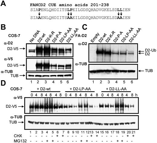 Figure 3. Mutation of the CUE domain impairs FANCD2 protein stability. (A) Using site-directed mutagenesis, 3 CUE domain missense mutations were generated. (B) WCLs from COS-7 cells expressing WT or mutant FANCD2 were resolved and immunoblotted with antibodies against FANCD2, V5, and α-tubulin (TUB). (C) WCLs from FA-D2 cells reconstituted with WT or mutant FANCD2 were resolved and immunoblotted with antibodies against FANCD2 and tubulin. h indicates hours. (D) COS-7 cells were transfected with WT or mutant FANCD2. Forty-eight hours later cells were untreated or treated with 10μM MG132 or 35μM cyclohexamide (CHX). Pellets were collected at the indicated times and WCLs generated. Proteins were resolved and immunoblotted with antibodies against V5 and α-tubulin.