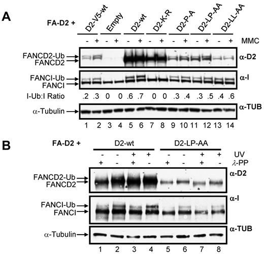 Figure 4. Disruption of the FANCD2 CUE domain does not impair DNA damage-inducible FANCD2 and FANCI posttranslational modification. (A) FA-D2 cells were untreated or treated with 250nM MMC. Twelve hours later pellets were collected and lysed and proteins resolved and immunoblotted with antibodies against FANCD2, FANCI, and tubulin. (B) FA-D2 cells were untreated or treated with 20 J/m2 UV-C irradiation. Six hours later pellets were collected, and WCLs were generated. For each sample, an aliquot of the WCLs was then treated with λ-phosphatase (λ-PP). Proteins were resolved and immunoblotted with antibodies against FANCD2, FANCI, and α-tubulin.