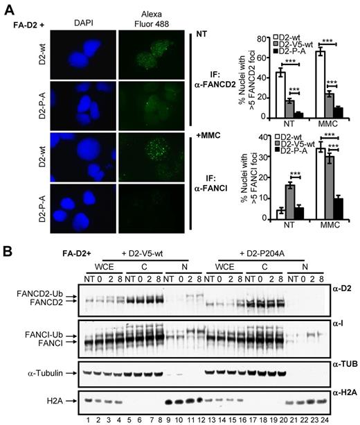 Figure 5. The CUE domain is required for FANCD2 and FANCI nuclear foci formation and chromatin localization. (A) FA-D2 cells reconstituted with WT or mutant FANCD2 were untreated or treated with 250nM MMC for 12 hours and then fixed and immunostained with antibodies against FANCD2 and FANCI. Nuclear foci were analyzed using a Zeiss AxioImager.A1 upright epifluorescent microscope with AxioVision LE 4.6 image acquisition software. The percentage of nuclei with greater than 5 foci were scored and plotted in the indicated histograms (***P < .001). (B) FA-D2 cells reconstituted with WT or mutant FANCD2 were untreated or treated with 250nM MMC for 12 hours, released from treatment and pellets collected at the indicated time points. Pellets were divided and one-half was lysed in 2% SDS lysis buffer, sonicated, and boiled (WCE). The remaining pellet was sequentially lysed in cytoskeletal buffer to extract soluble proteins (C) and then 2% SDS lysis buffer with sonication and boiling to extract proteins bound to chromatin (N). Proteins were resolved and immunoblotted with antibodies against FANCD2, FANCI, α-tubulin, and H2A.