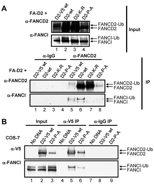 Figure 6. The FANCD2 CUE domain is required for efficient interaction with FANCI. (A) WCLs from FA-D2 cells reconstituted with WT or mutant FANCD2 were immunoprecipitated with antibodies against FANCD2 or mouse IgG. Bound proteins were resolved and immunoblotted with antibodies against FANCD2 and FANCI. (B) WCLs from COS-7 cells transfected with WT or mutant FANCD2-V5 were immunoprecipitated with antibodies against V5 or mouse IgG. Bound proteins were resolved and immunoblotted with antibodies against V5 and FANCI.