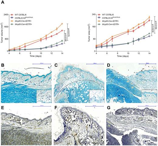 Figure 6. Decreased growth of EL4 tumors in mast cell–deficient mice. (A) Cells (1 × 106) of the murine T-cell lymphoma cell line EL4 were injected subcutaneously into the flanks of mast cell–deficient Mcpt5-Cre+/iDTR+ and C57BL/6 KitW-sh/W-sh mice as well as Mcpt5-Cre−/iDTR+ and WT C57BL/6 control mice and (left) tumor volume and (right) tumor area were assessed for 14 days using a Mitutoyo Quick Mini caliper. Data represent the mean ± SD of 4 to 6 tumors (n = 4, C57BL/6 KitW-sh/W-sh and WT C57BL/6 mice; n = 6, Mcpt5-Cre+/iDTR+ and Mcpt5-Cre−/iDTR+). When error bars are not shown, they were too small to be diagrammed. Statistical significance was assessed by 2-tailed Student t test. (B) WT C57BL/6, skin biopsy of EL4 tumor at day 14, magnification 100×. (C) Mcpt5-Cre−/iDTR+, EL4 tumor, magnification 100×. (D) Mcpt5-Cre+/iDTR+, EL4 tumor, magnification 100×. Toluidine blue staining, mast cells (purple), margin of tumor is marked with gray dotted line. Inserts show mast cells at 400× magnification. (E) WT C57BL/6, skin biopsy of EL4 tumor at day 14, magnification 100× (F) Mcpt5-Cre−/iDTR+, EL4 tumor, magnification 100× (G) Mcpt5-Cre+/iDTR+, EL4 tumor, magnification 100×, CD31 staining.