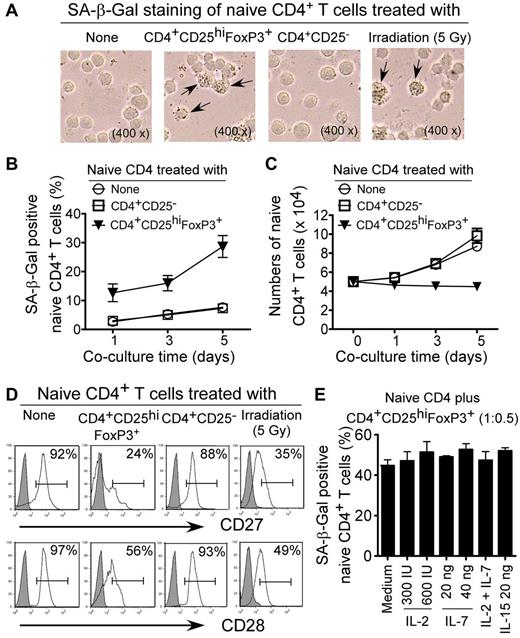 Figure 2. Human CD4+CD25hiFoxP3+ Treg cells induce senescence in naive CD4+ T cells. (A) CD4+CD25hi FoxP3+ Treg cell treatment increased SA-β-Gal+ T-cell populations in naive CD4+ T cells significantly. Naive CD4+ T cells cultured in medium only or cocultured with CD4+CD25− effector T cells had little or no SA-β-Gal expression. Naive CD4+ T cells treated with ionizing radiation (5 Gy X-ray) served as positive controls exhibiting SA-β-Gal expression. CFSE-labeled naive CD4+ T cells were incubated alone or were cocultured with Treg cells or CD4+CD25− T cells at a ratio of 5:1 in the presence of plate-bound anti-CD3 (2 μg/mL) for 5 days. The treated naive CD4+ T cells were purified by FACS and stained with SA-β-Gal staining reagents after an additional 3-day culture. The SA-β-Gal+ T cells were identified with dark blue granules, as indicated by the arrows. (B) Time course of the induction of the SA-β-Gal+ T-cell populations in Treg-treated naive CD4+ T cells. The percentages of SA-β-Gal+ cells in naive CD4+ T cells treated with CD4+CD25hi FoxP3+ Treg cells were increased dramatically with progressive coculture time. Cell treatment and procedure were the same as in panel A. (C) Treatment with CD4+CD25hi FoxP3+ Treg cells inhibited naive T-cell growth and resulted in decreased cell numbers with increasing coculture time. Cell treatment and procedure were the same as in panel A and cell numbers were counted by FACS gated on the CFSE+ population. (D) Decreased expression of CD27 and CD28 in naive CD4+ T cells treated by CD4+CD25hi FoxP3+ Treg cells. Cell treatment and procedure were the same as in panel A. Naive CD4+ T cells treated with ionizing radiation (5 Gy X-ray) served as positive controls. CD27 and CD28 expression in treated naive CD4+ T cells were analyzed by FACS gating on CFSE+ populations. (E) The cytokines IL-2, IL-7, and IL-15 cannot prevent senescence identified by SA-β-Gal expression in naive CD4+ T-cell populations induced by CD4+CD25hi FoxP3+ Treg cells. Naive CD4+ T cells were cocultured with CD4+CD25hiFoxP3+ Treg cells for 3 days in the presence of various concentrations of the indicated cytokines. The treated naive CD4+ T cells were purified and SA-β-Gal expression was determined.